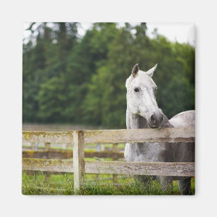 Pferd auf dem Gebiet, das über Zaun schaut Magnet