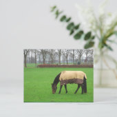 Pferd auf der Wiese Postkarte (Stehend Vorderseite)