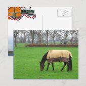 Pferd auf der Wiese Postkarte (Vorne/Hinten)