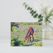 Pferd auf der Wiese Postkarte (Stehend Vorderseite)