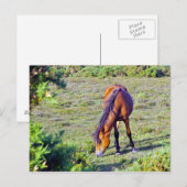 Pferd auf der Wiese Postkarte (Vorne/Hinten)