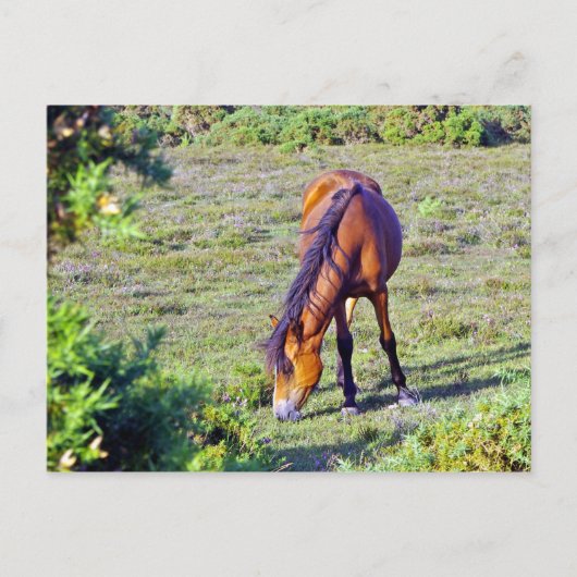 Pferd auf der Wiese Postkarte (Vorderseite)