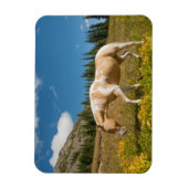Pferd auf Gräsern im Sommer auf der Alp Wiese Magnet (Vertikal)