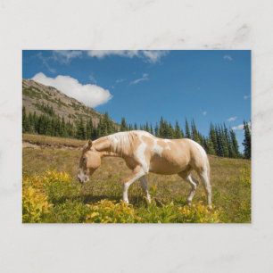 Pferd auf Gräsern im Sommer auf der Alp Wiese Postkarte