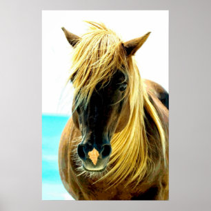 Pferd auf Strand Poster