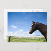 Pferd auf Weide stehend Postkarte (Vorne/Hinten)