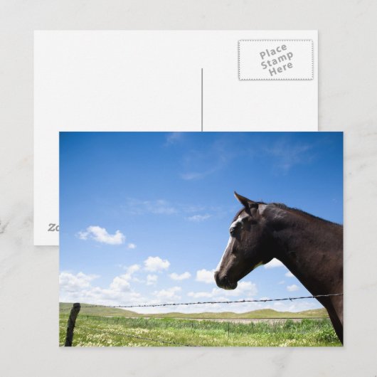 Pferd auf Weide stehend Postkarte (Vorne/Hinten)