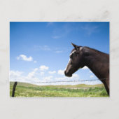 Pferd auf Weide stehend Postkarte (Vorderseite)