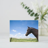 Pferd auf Weide stehend Postkarte (Stehend Vorderseite)