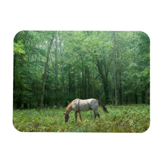 Pferd auf Wiese Magnet (Horizontal)