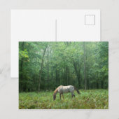Pferd auf Wiese Postkarte (Vorne/Hinten)