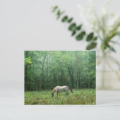 Pferd auf Wiese Postkarte (Stehend Vorderseite)