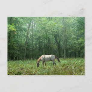 Pferd auf Wiese Postkarte