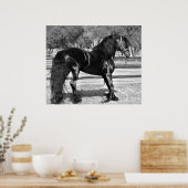 Pferd aus schwarzem Hengst Poster (Küche)