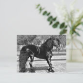 Pferd aus schwarzem Hengst Postkarte (Stehend Vorderseite)