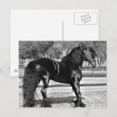 Pferd aus schwarzem Hengst Postkarte (Vorne/Hinten)