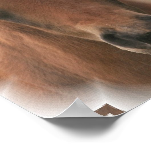 Pferd Baby Poster Print (Ecke)