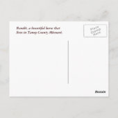 Pferd & Barnwood Postcard - maßgeschneidert Postkarte (Rückseite)