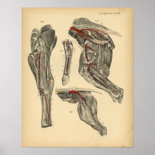 Pferd Becken Bein Anatomie 1908 Vintage Druck Poster