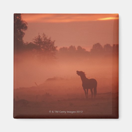 Pferd bei Sonnenaufgang Magnet (Vorne)