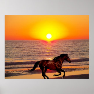 Pferd bei Sonnenuntergang Poster