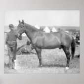 Pferd "Comanche" der einzige Überlebende des Custe Poster (Vorne)