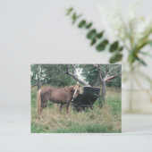 Pferd, das alte Buggy ausprobiert Postkarte (Stehend Vorderseite)