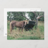 Pferd, das alte Buggy ausprobiert Postkarte (Vorne/Hinten)