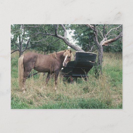 Pferd, das alte Buggy ausprobiert Postkarte (Vorderseite)