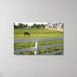 Pferd, das auf Bauernhof weiden lässt Leinwanddruck