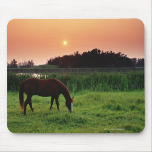 Pferd, das auf dem Gebiet am Sonnenuntergang nahe Mousepad