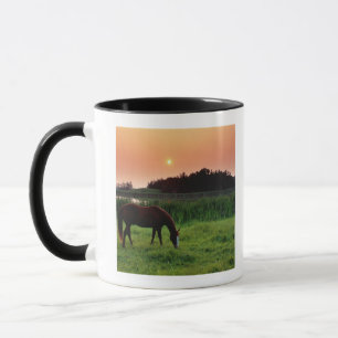 Pferd, das auf dem Gebiet am Sonnenuntergang nahe Tasse