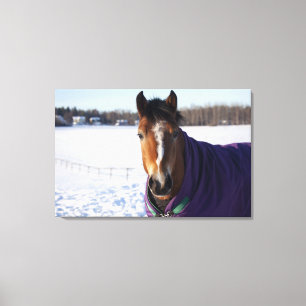 Pferd, das auf einem schneebedeckten Feld auf Leinwanddruck