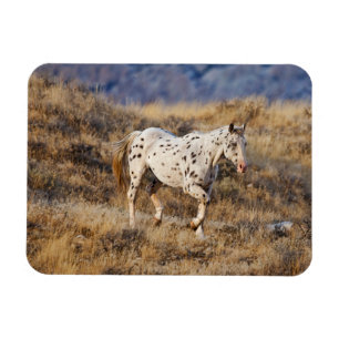 Pferd, das durch die malerischen Hügel der Big Hor Magnet