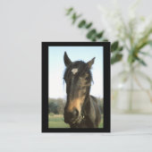 Pferd, Dunwich, England - Postkarte (Stehend Vorderseite)