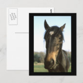 Pferd, Dunwich, England - Postkarte (Vorne/Hinten)