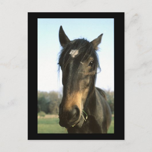 Pferd, Dunwich, England - Postkarte (Vorderseite)