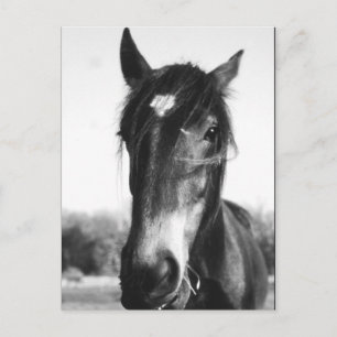 Pferd, Dunwich, England - Postkarte