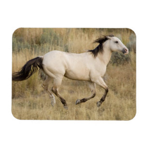 Pferd durch die Graslandschaft Prairie Magnet