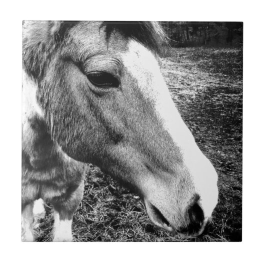 Pferd Fliese (Vorderseite)