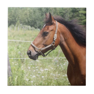 Pferd Fliese
