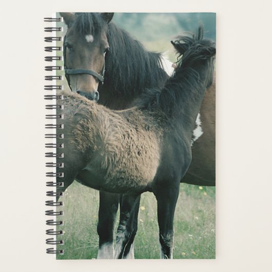 Pferd Foto Equine Mare Foal Planer (Vorderseite)