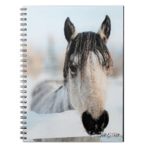 Pferd-Foto