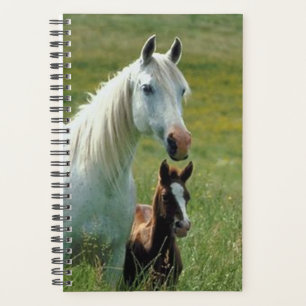 Pferd Foto Pferde Pferde Mare Foal Groß Planer