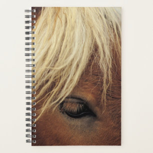 Pferd Foto Pferdeweiße Mane Planer