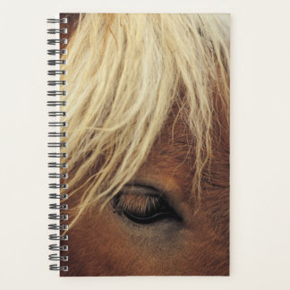 Pferd Foto Pferdeweiße Mane Planer