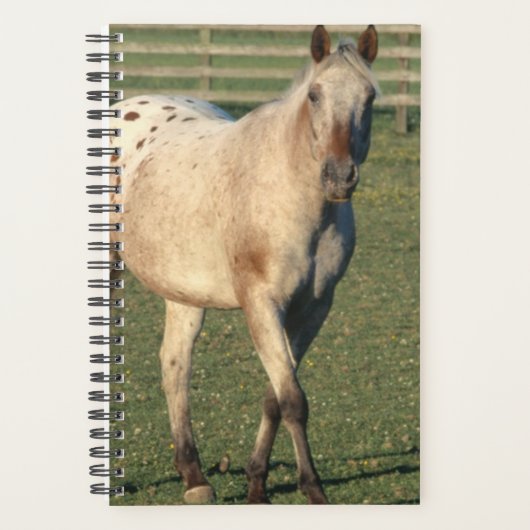 Pferd-Foto Pferdewind Wandern Appaloosa Planer (Vorderseite)
