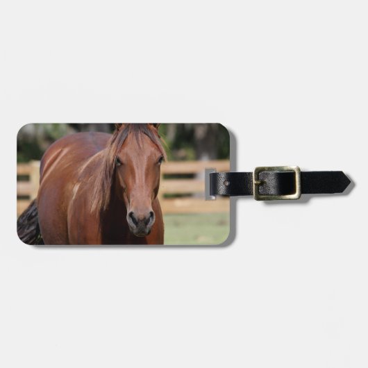 Pferd, Fotografie, Gepäckanhänger (Vorderseite horizontal)