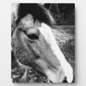 Pferd Fotoplatte (Vorderseite)