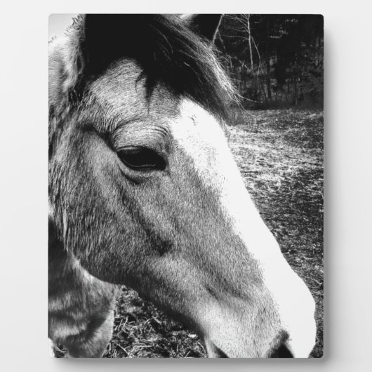 Pferd Fotoplatte (Vorderseite)